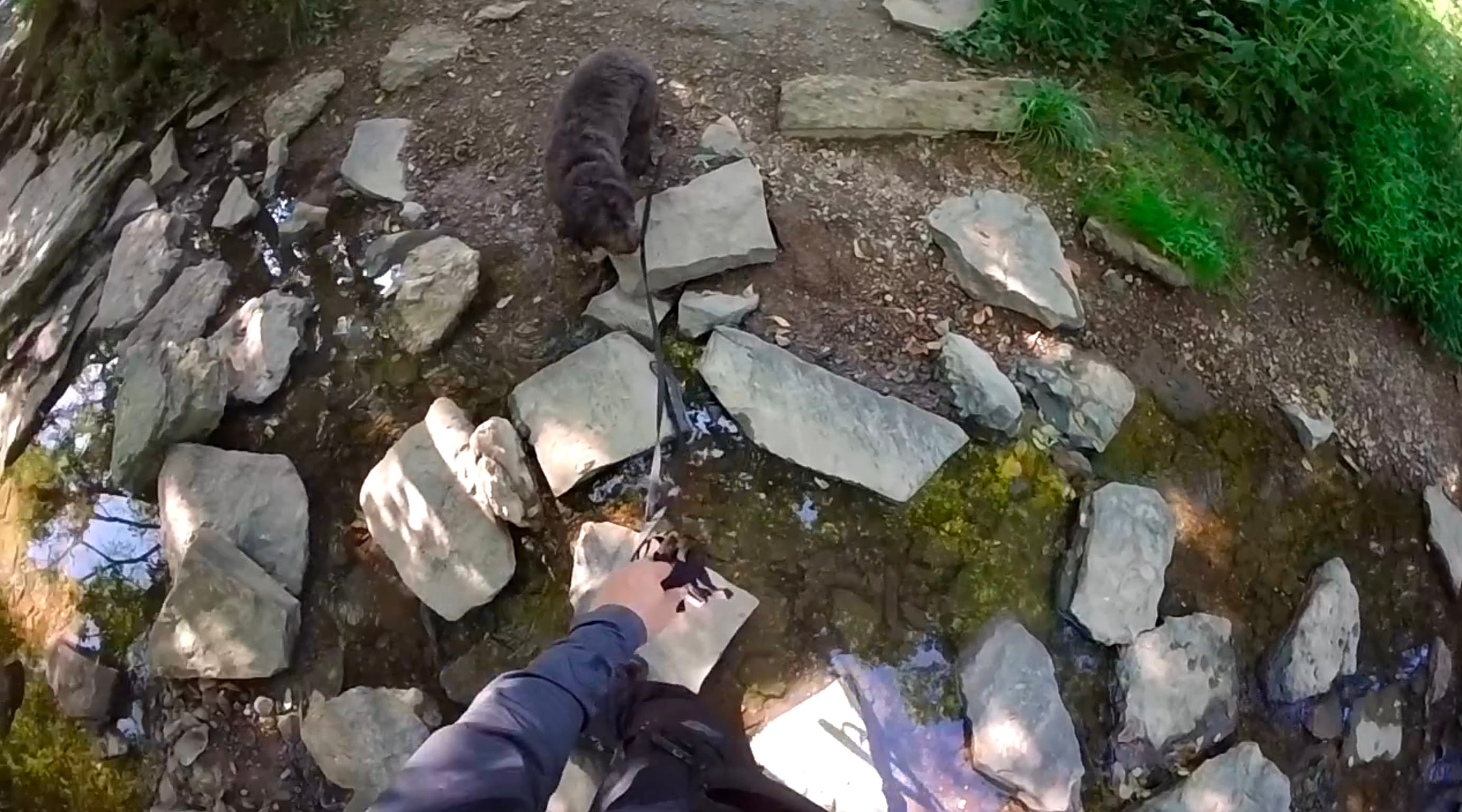 Constructive Freedom: Letting Dogs Be Dogs Without Constant Direction