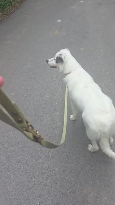 My Quick Tips for Loose Leash Walking