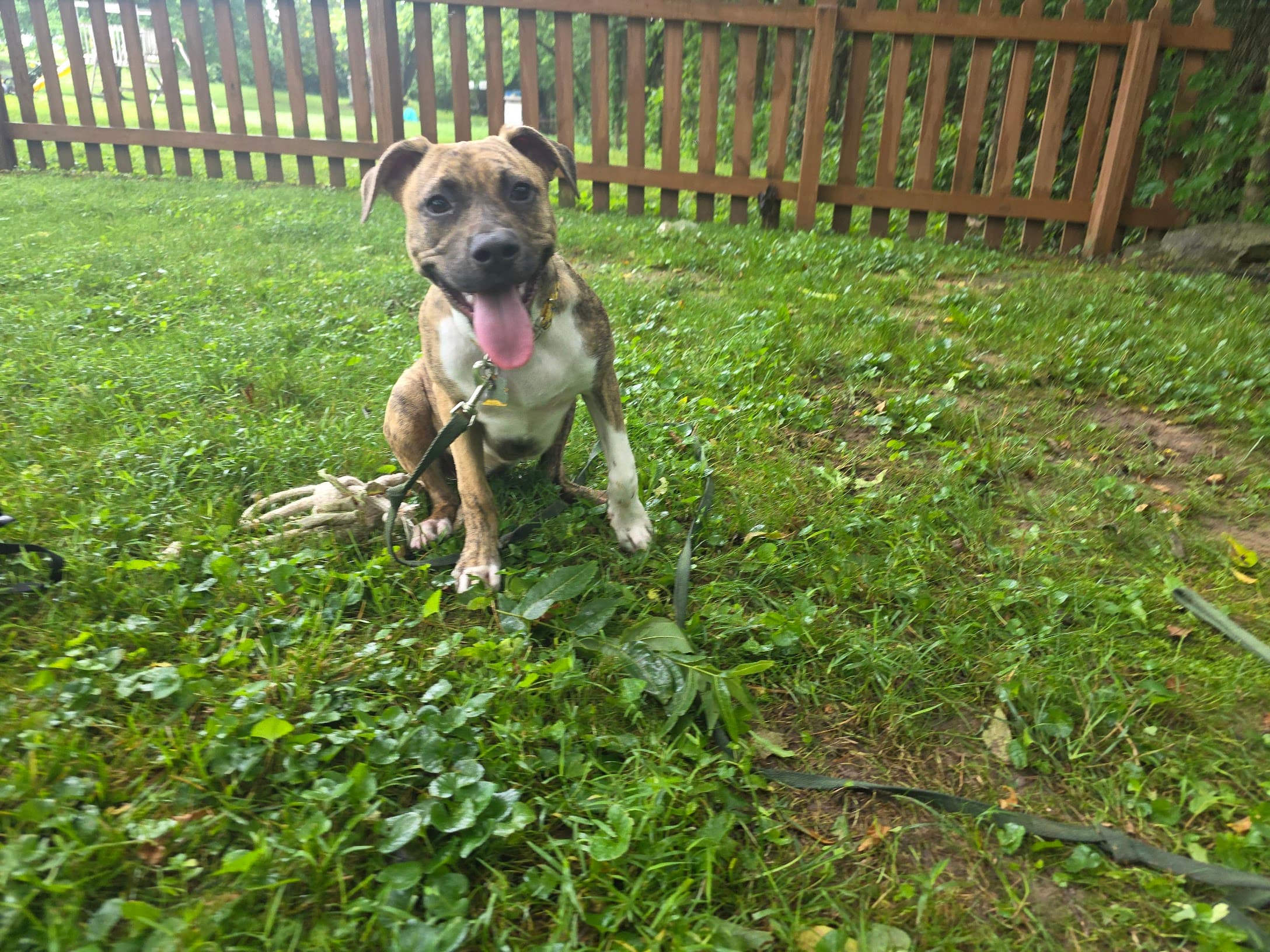 The Long Line: One of the Most Underrated Tools in Dog Training