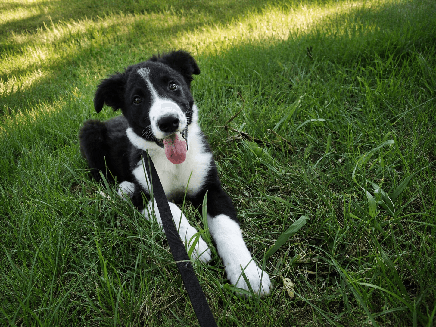 Why I (Usually) Don't Let People Touch My Dogs