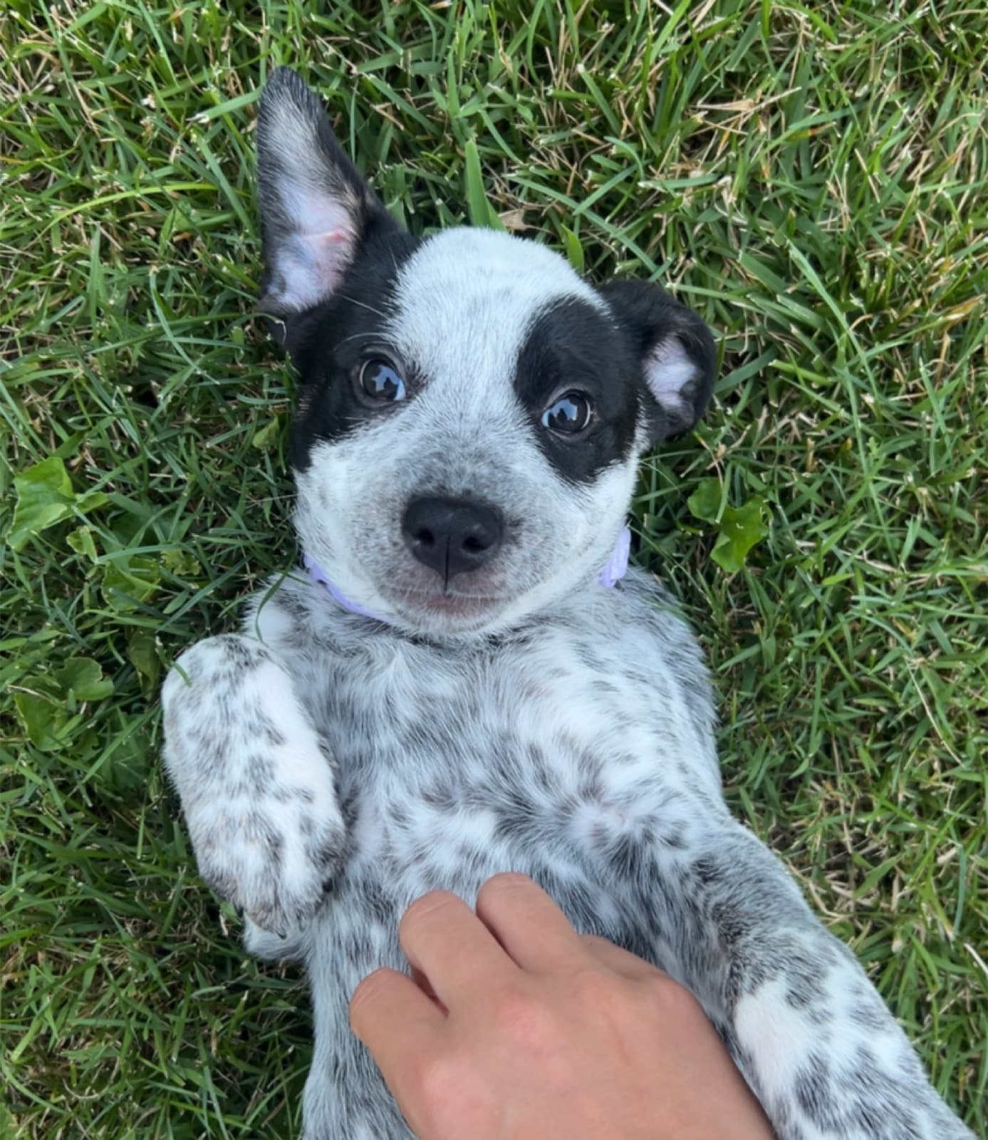 Crunch lying in the grass during gentle handling