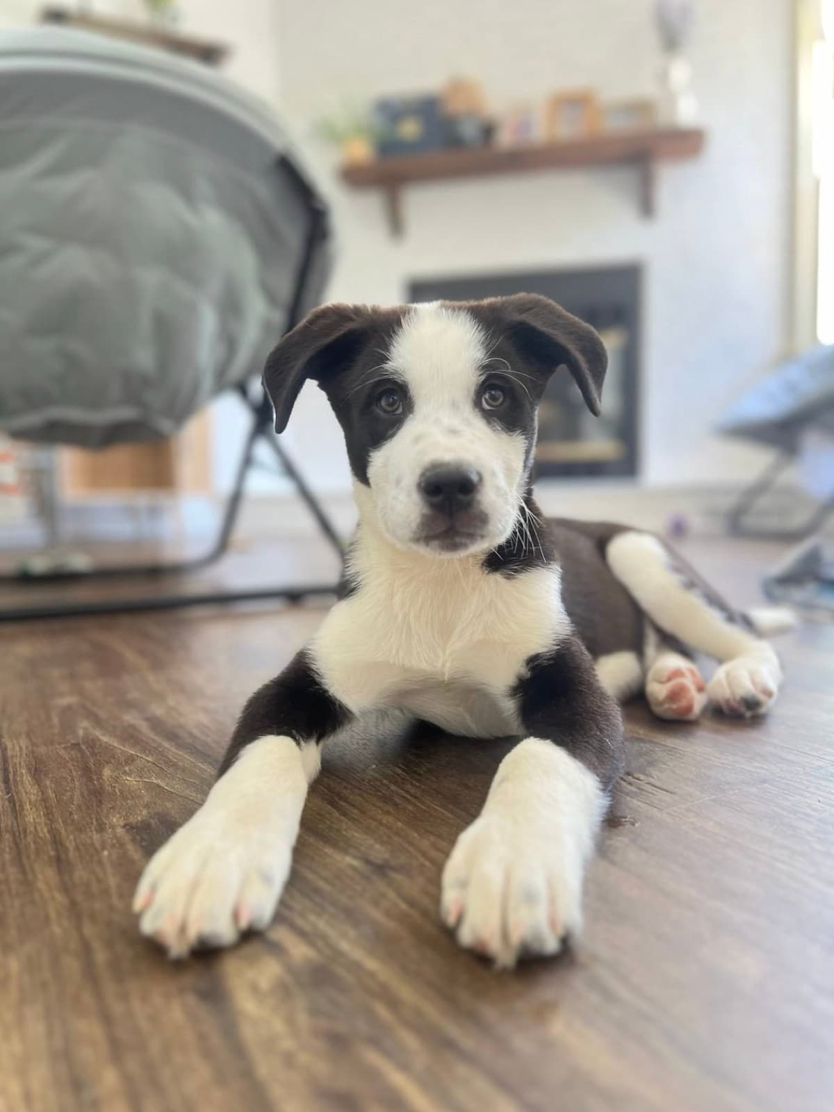 Roku lying on the floor and looking at the camera