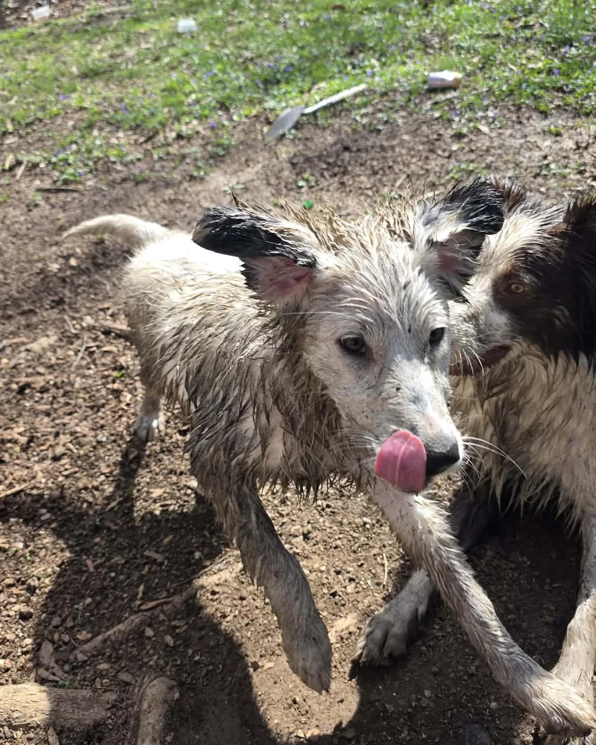 How to Properly Socialize and Desensitize Your Dog