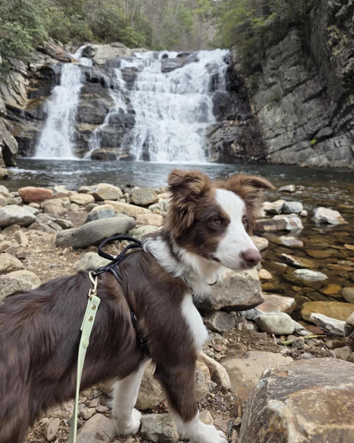 Dog observing the trail environment from a calm distance